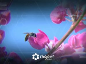 Teaser motion design Origine by Diam